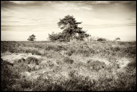 Fagnes de Malchamps 4