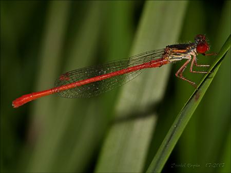 Agrion