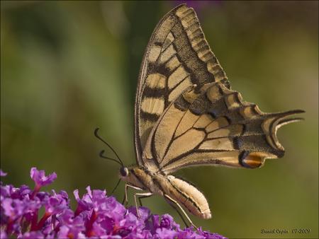 Machaon