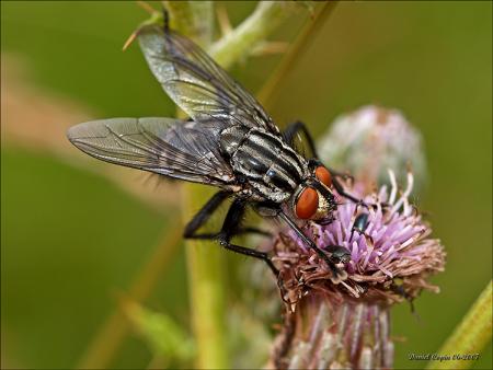 Mouche a damier
