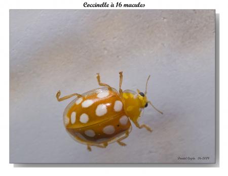 Coccinelle