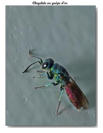 Mouche d'Or