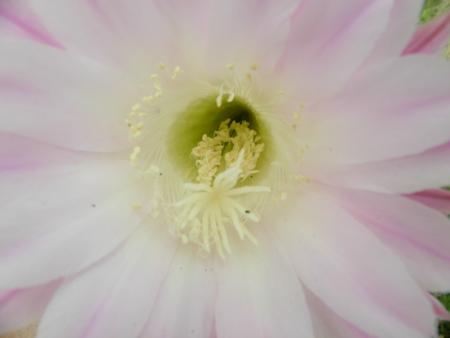 zoom fleur de cactus