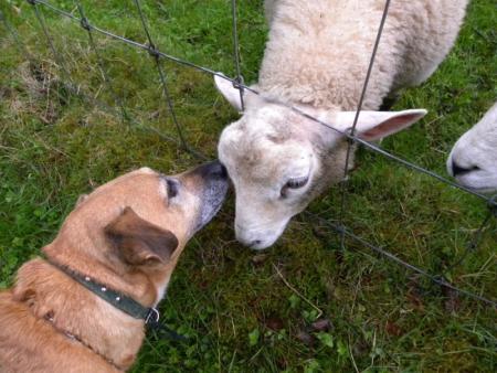 le chien et l'agneau