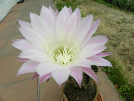 fleur de cactus1
