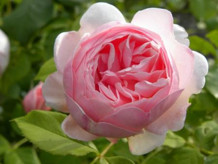 rose ancienne1