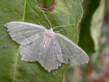 papillon du soir bonsoir