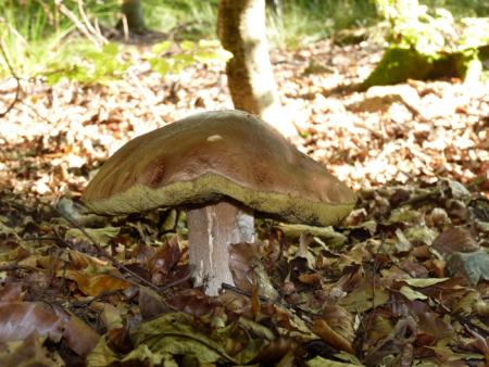 Champignon