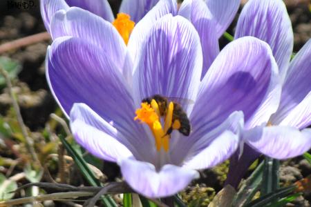 et elles butinent... 