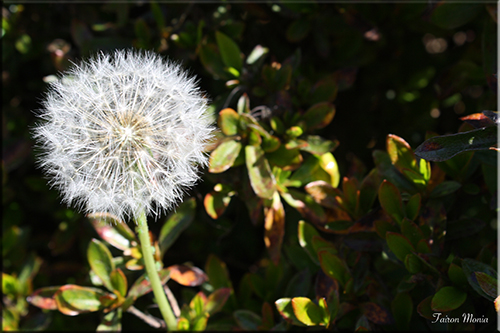 Photo de fleur en Ardenne 2