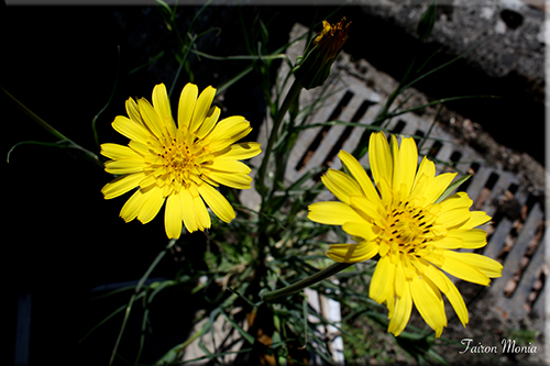 Photo de fleur en Ardenne 19