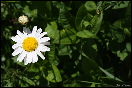 Photo de fleur en Ardenne 011