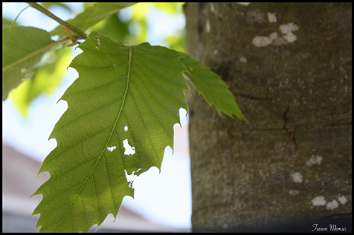 Photo de fleur en Ardenne 6