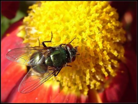 12 : Plat du jour : pollen.