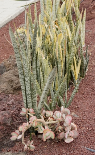 Puerto de Rosario ( Fuerteventura ) Puerto de Rosario ( Fuerteventura )