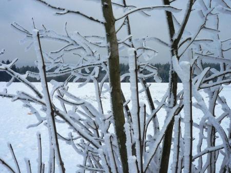 Paysage d'hiver dans les Fagnes wallonnes ( Spa - Malchamps )