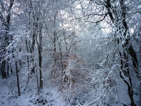 Paysage d'hiver dans les Fagnes wallonnes ( Spa - Malchamps )