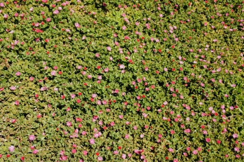 Ecomusee d' Algogida ( Fuerteventura )