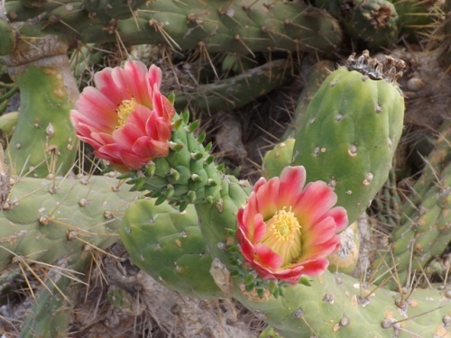 Jardin des Cactus ( Lanzarote ) Jardin des Cactus ( Lanzarote )
