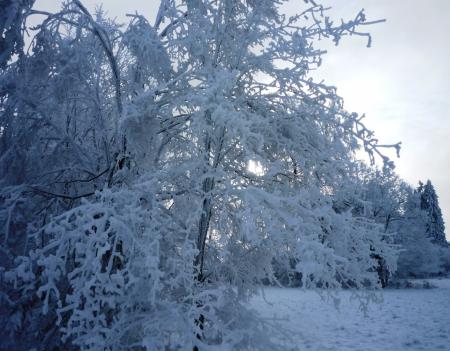 Paysage d'hiver dans les Fagnes wallonnes ( Spa - Malchamps )
