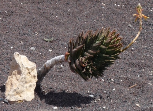 Puerto de Rosario ( Fuerteventura )