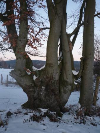 La fratrie ( 16.02.2010 )