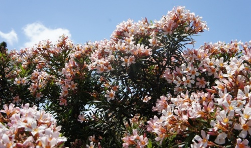 Puerto de Rosario ( Fuerteventura ) Puerto de Rosario ( Fuerteventura )