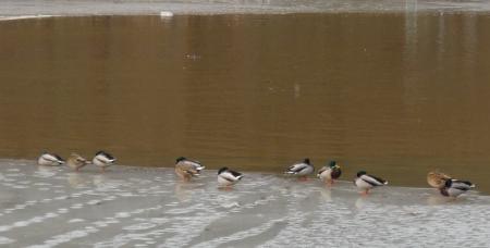 Canards sur a banquise du Lac de Warfaaz - Spa ( 17.10.2010 ) )