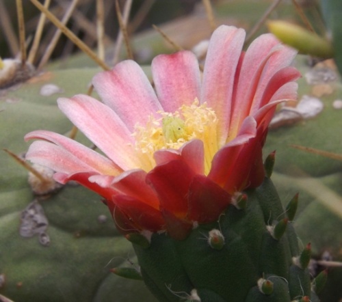 Jardin des Cactus ( Lanzarote ) Jardin des Cactus ( Lanzarote )