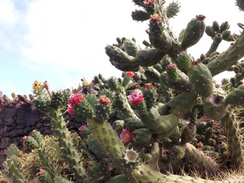 Jardin des Cactus ( Lanzarote )