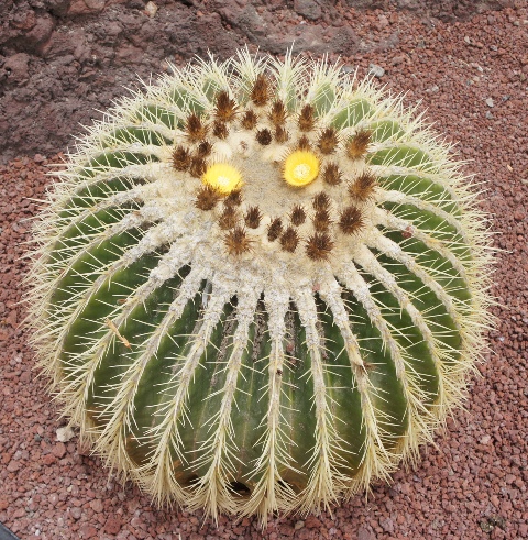 Puerto de Rosario ( Fuerteventura ) Puerto de Rosario ( Fuerteventura )
