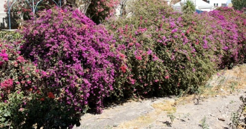 Morro Jobile ( Fuerteventura ) Morro Jobile ( Fuerteventura )