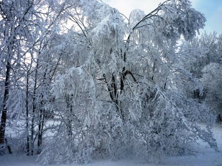 Paysage d'hiver dans les Fagnes wallonnes ( Spa - Malchamps )