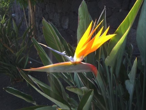 Playas de Puerto del Carmen ( Lanzarote )