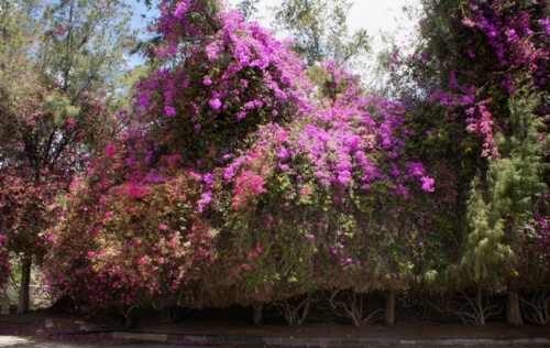 Pajara ( Fuerteventura ) Pajara ( Fuerteventura )