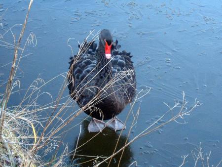 Le cygne patineur