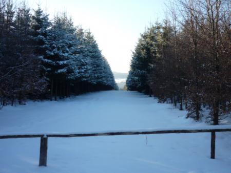 Paysages enneiges sur les hauteurs de Bernister ( 16.02.2010 )