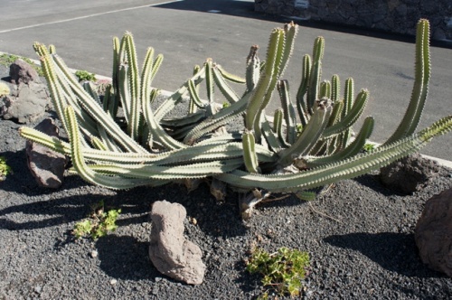 Calete de Fuste ( Fuerteventura ) Calete de Fuste ( Fuerteventura )