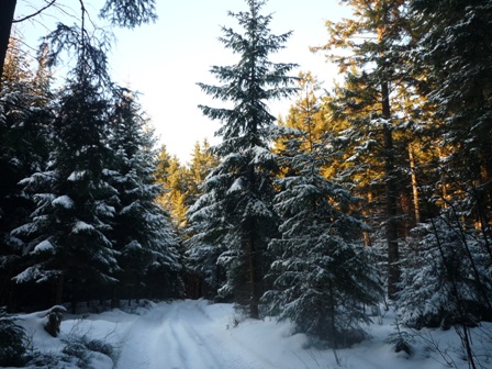 Paysages enneiges sur les hauteurs de Bernister ( 16.02.2010 )