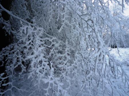 Paysage d'hiver dans les Fagnes wallonnes ( Spa - Malchamps )