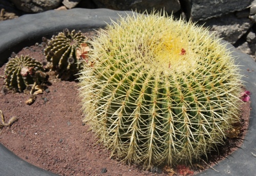 Betancuria ( Fuerteventura ) Betancuria ( Fuerteventura )
