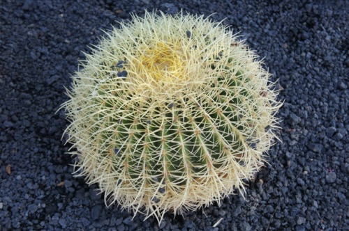 Calete de Fuste ( Fuerteventura )