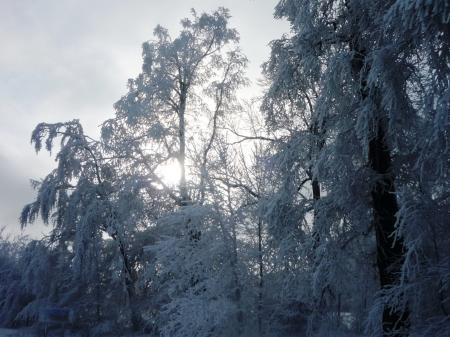 Paysage d'hiver dans les Fagnes wallonnes ( Spa - Malchamps )