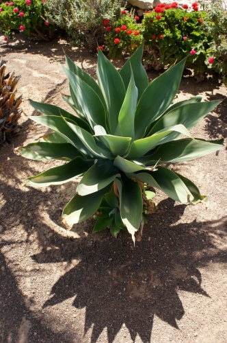 Ecomusee d' Algogida ( Fuerteventura )