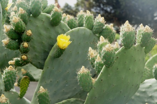 Playa Bianca ( Lanzarote ) Playa Bianca ( Lanzarote )
