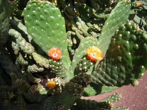 Playas de Puerto del Carmen ( Lanzarote )