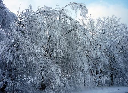 Paysage d'hiver dans les Fagnes wallonnes ( Spa - Malchamps )