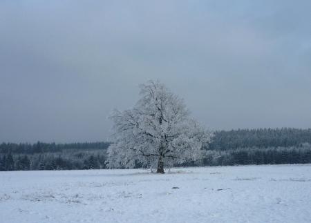 Paysage d'hiver dans les Fagnes wallonnes ( Spa - Malchamps )