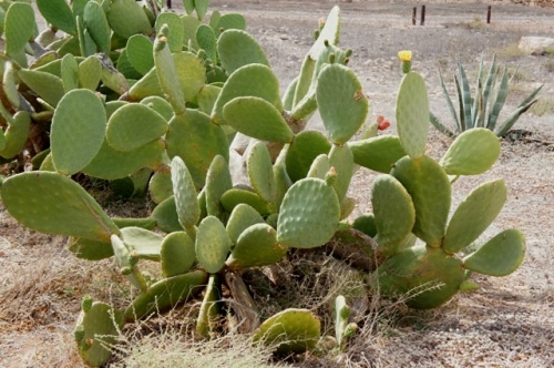 Ecomusee d' Algogida ( Fuerteventura )