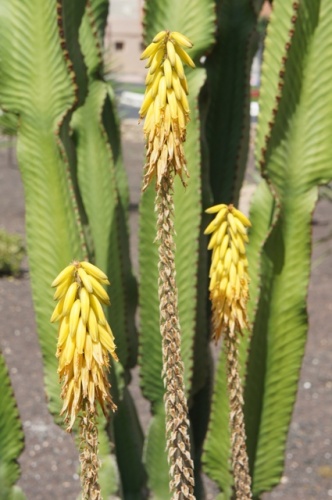 Puerto de Rosario ( Fuerteventura ) Puerto de Rosario ( Fuerteventura )